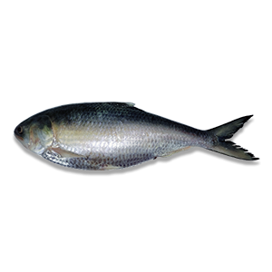 Hilsha Fish